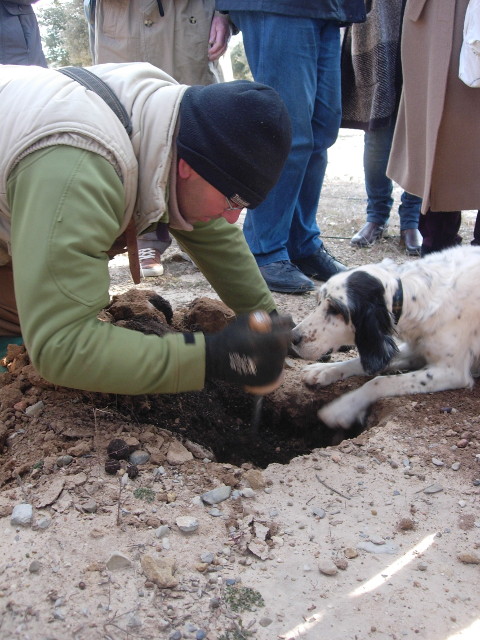 Trüffelsuche mit Hund